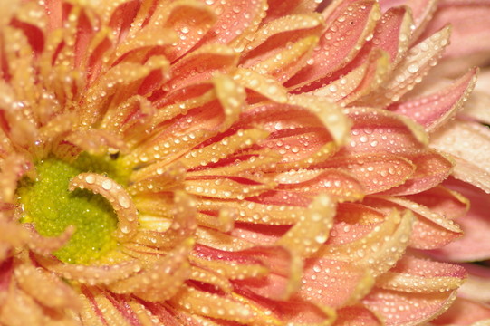 沾滿水珠的菊花花瓣