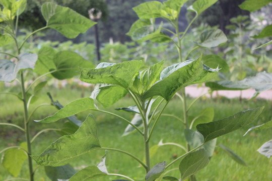 山海關(guān)綠葉