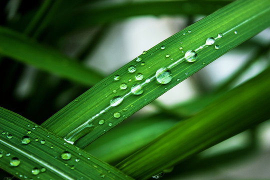 雨后小草
