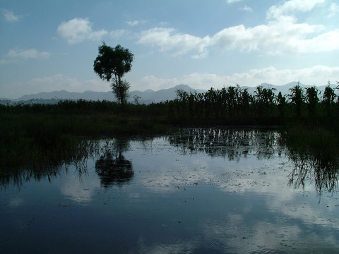 水邊的數(shù)