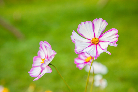 盛夏田野菊花