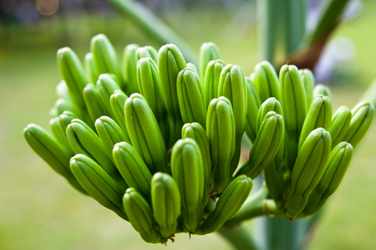 龍舌蘭花蕾