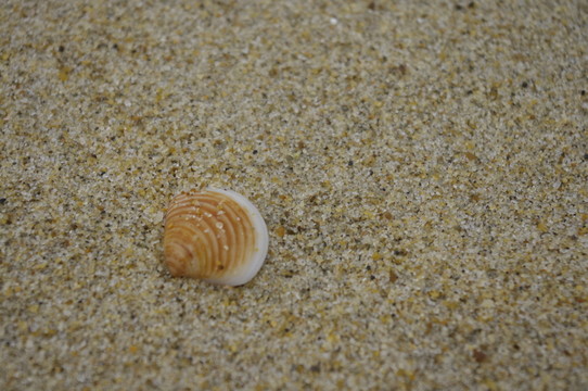 海邊貝殼