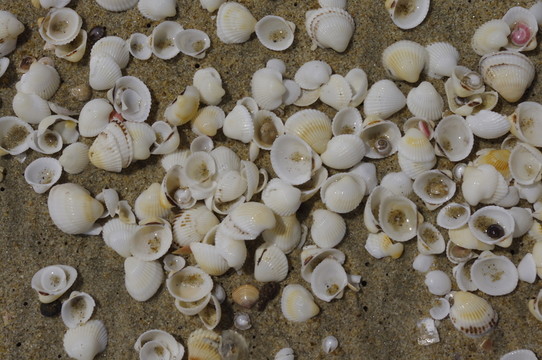 海邊貝殼
