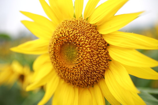 向日葵 向陽花 葵花 金色太陽