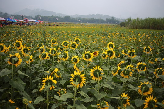 向日葵 向陽花 葵花 金色太陽