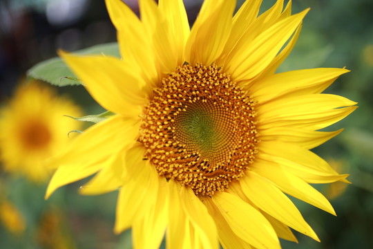 向日葵 向陽花 葵花 金色太陽