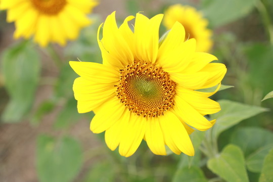 向日葵 向陽花 葵花 金色太陽
