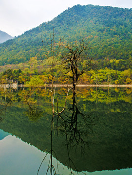 黃柏塬