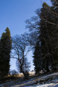 樹林
