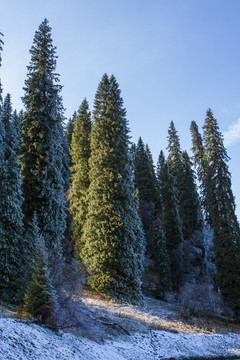 松樹  森林