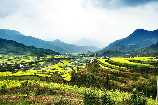 婺源油菜花基地