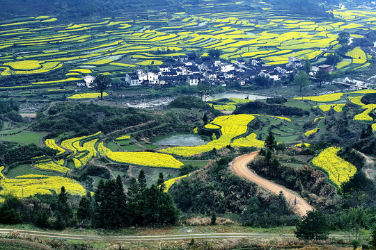 江陵油菜花景區(qū)