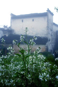 煙雨婺源