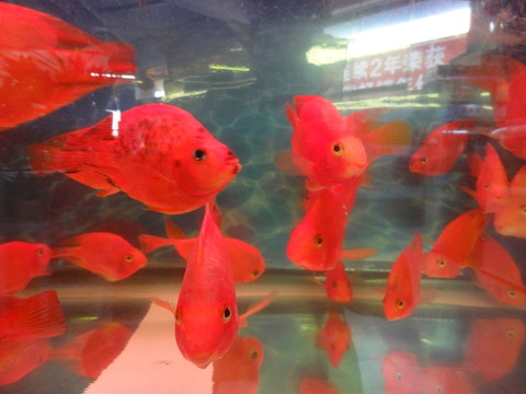 生態(tài)魚缸 紅金魚
