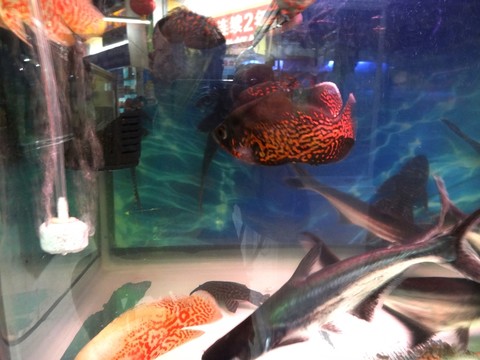生態(tài)魚缸 觀賞魚缸