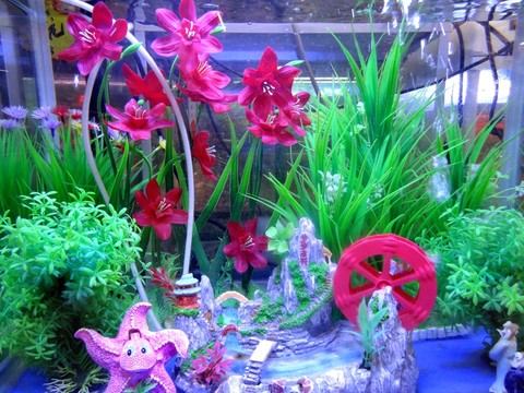 生態(tài)魚缸