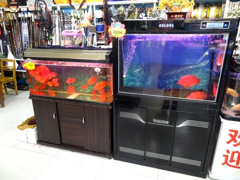 觀賞魚缸 生態(tài)魚缸