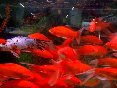 觀賞魚缸 生態(tài)魚缸