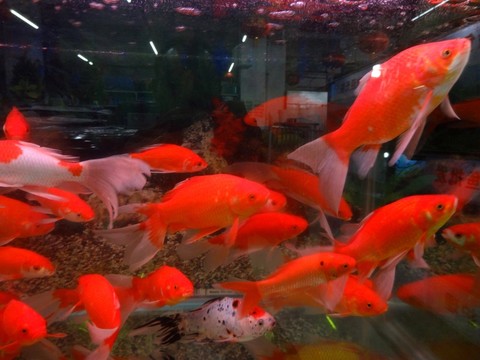 觀賞魚缸 生態(tài)魚缸