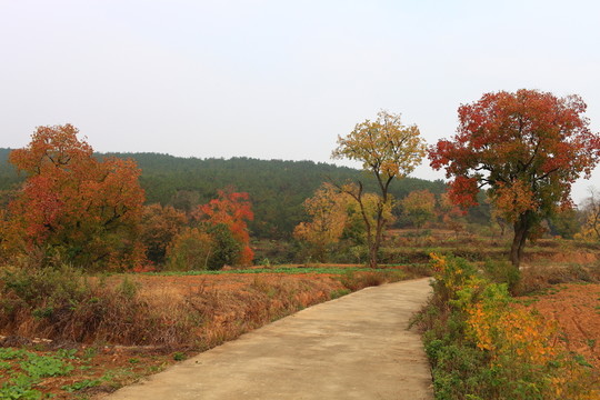 山野