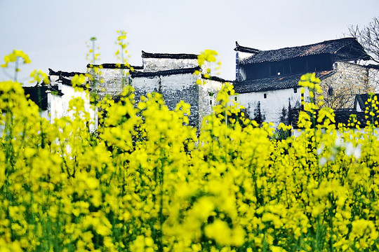 婺源風(fēng)光