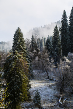 那拉提森林初雪