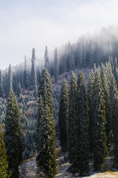 森林美景