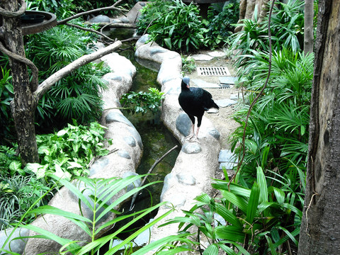 盔鳳冠雉