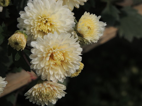 菊花