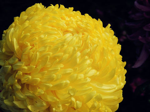 菊花