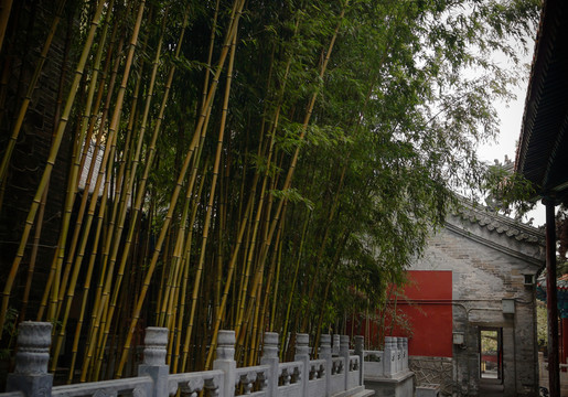 古寺中的竹園