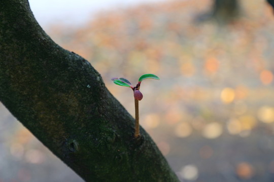 新生嫩芽