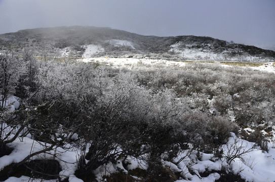 雅家埂雪霽