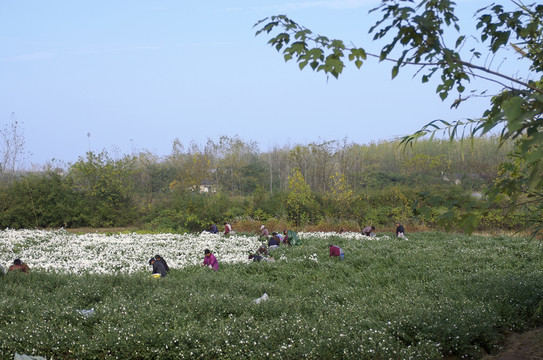 采收滁州貢菊 田間勞動(dòng)生產(chǎn)