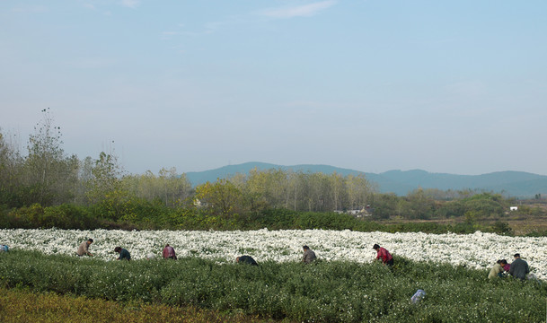 采收滁州貢菊 田間勞動(dòng)生產(chǎn)