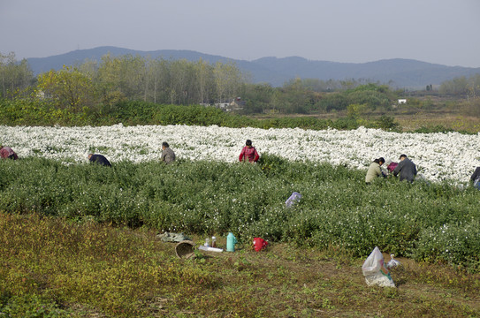 采收滁州貢菊 田間勞動(dòng)生產(chǎn)