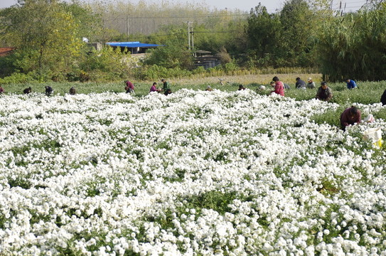 采收滁州貢菊 田間勞動(dòng)生產(chǎn)