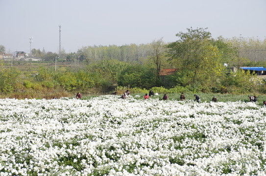 采收滁州貢菊 田間勞動(dòng)生產(chǎn)