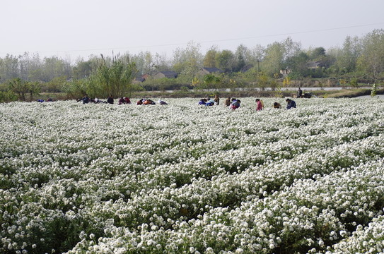采收滁州貢菊 田間勞動(dòng)生產(chǎn)