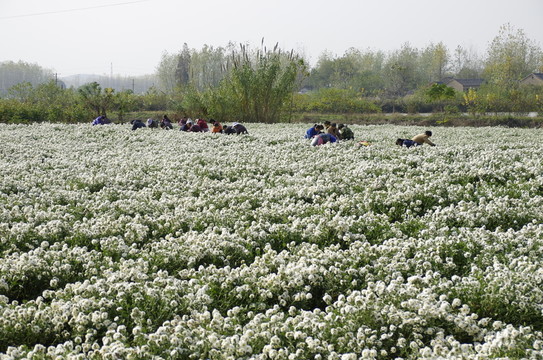 采收滁州貢菊 田間勞動(dòng)生產(chǎn)
