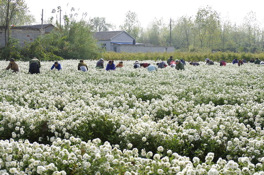 采收滁州貢菊 田間勞動生產(chǎn)