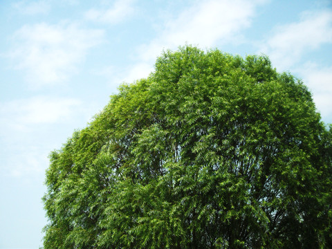柳樹