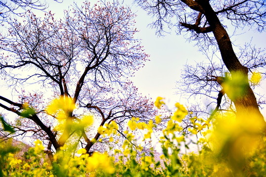 又是一年杏花開(kāi)