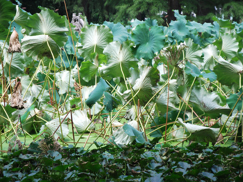 荷葉池塘