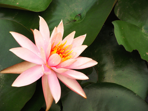 蓮花