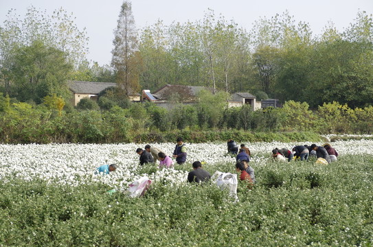 采收滁州貢菊 田間勞動生產