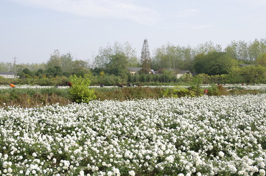 藍(lán)天白云滁州貢菊?qǐng)@