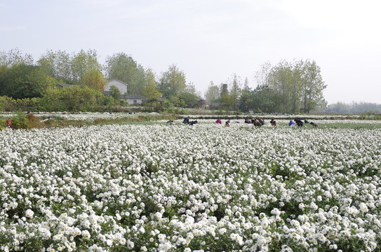 村前滁菊種植園