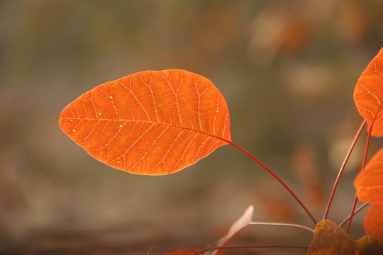 紅櫨 葉片 葉脈 紅葉